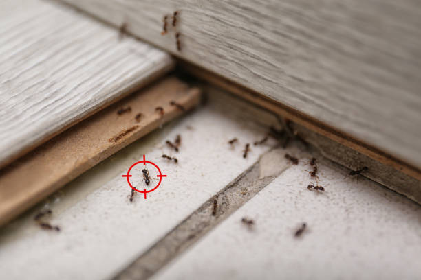 Best Pest Removal Services  in Keowee Key, SC
