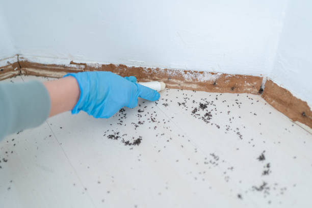Best Wasp Removal Services  in Keowee Key, SC